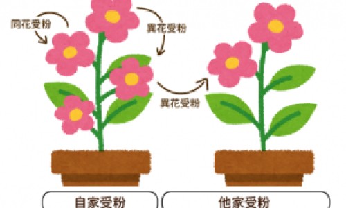 花草的中药名叫什么-每种花草的功效网 | 花草的功效与作用,每种花草的功效一样吗